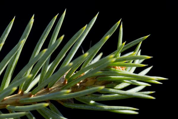 Colorado Blue Spruce